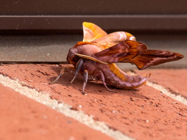 Unidentified Moth, Wilksboro